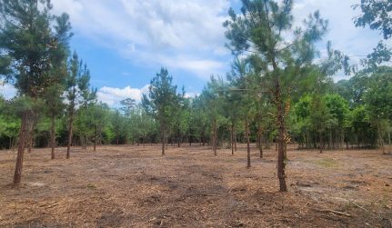 Forestry Mulching